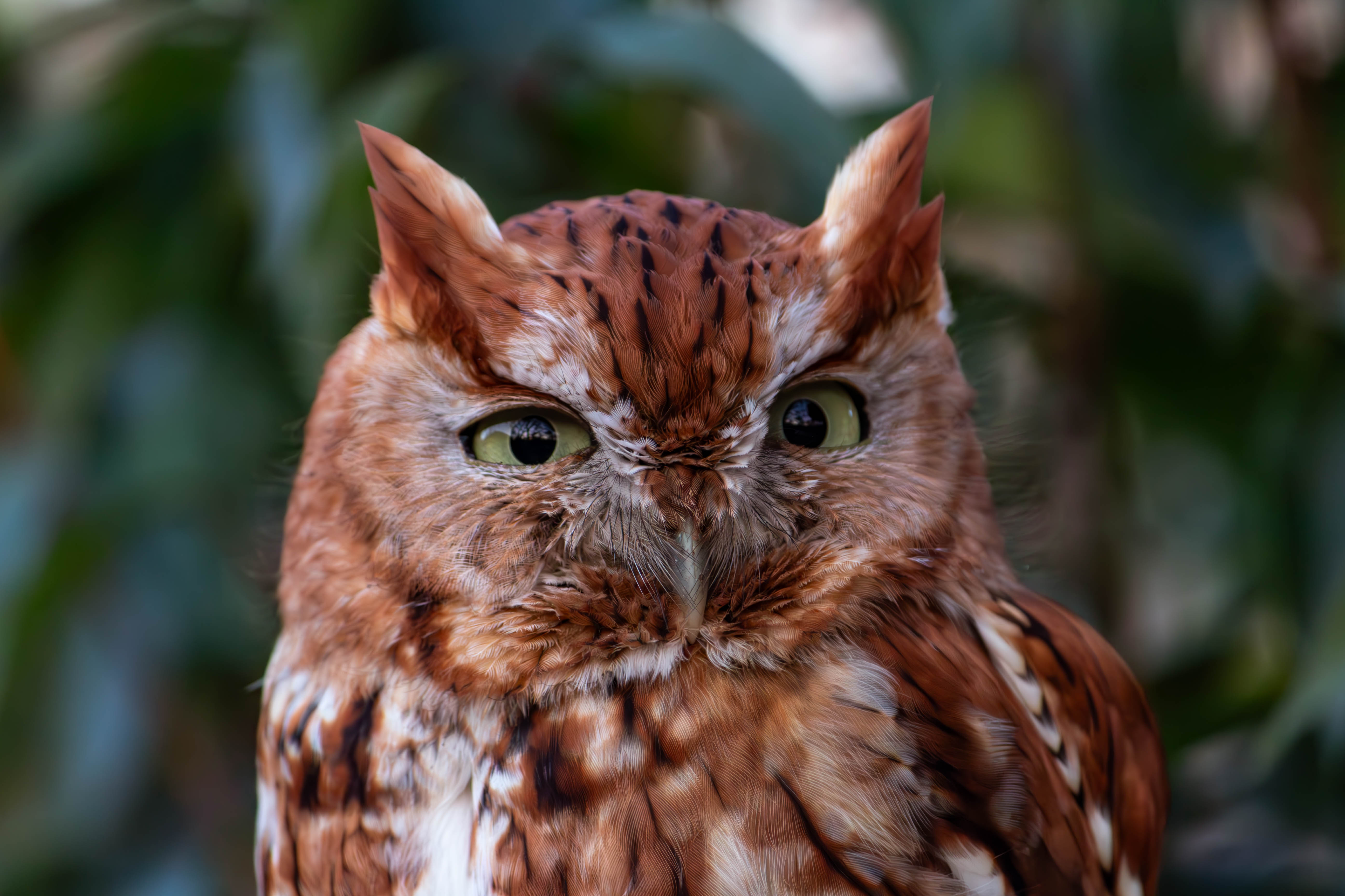 A picture of an eastern screech owl