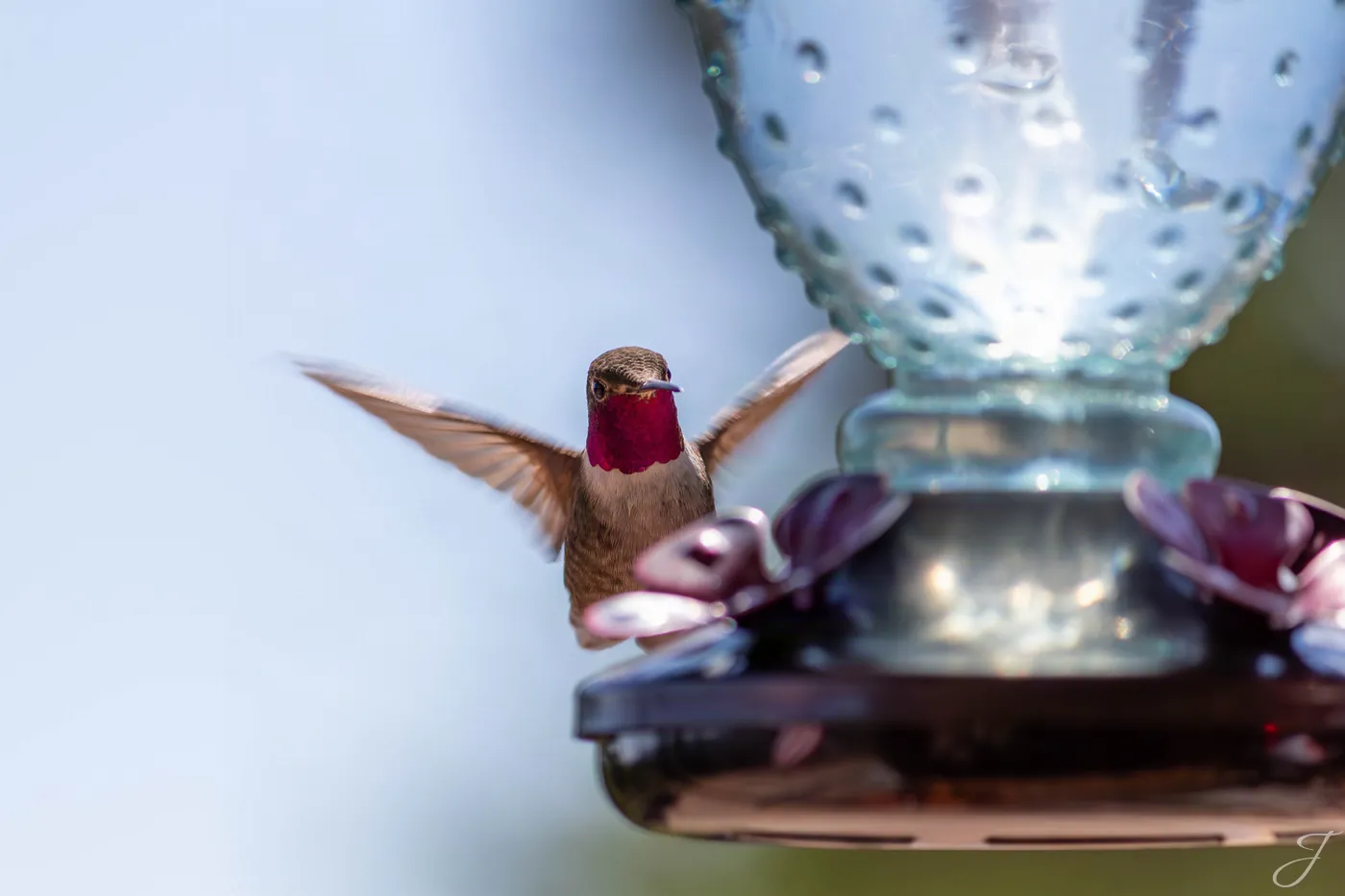 Hummingbird
