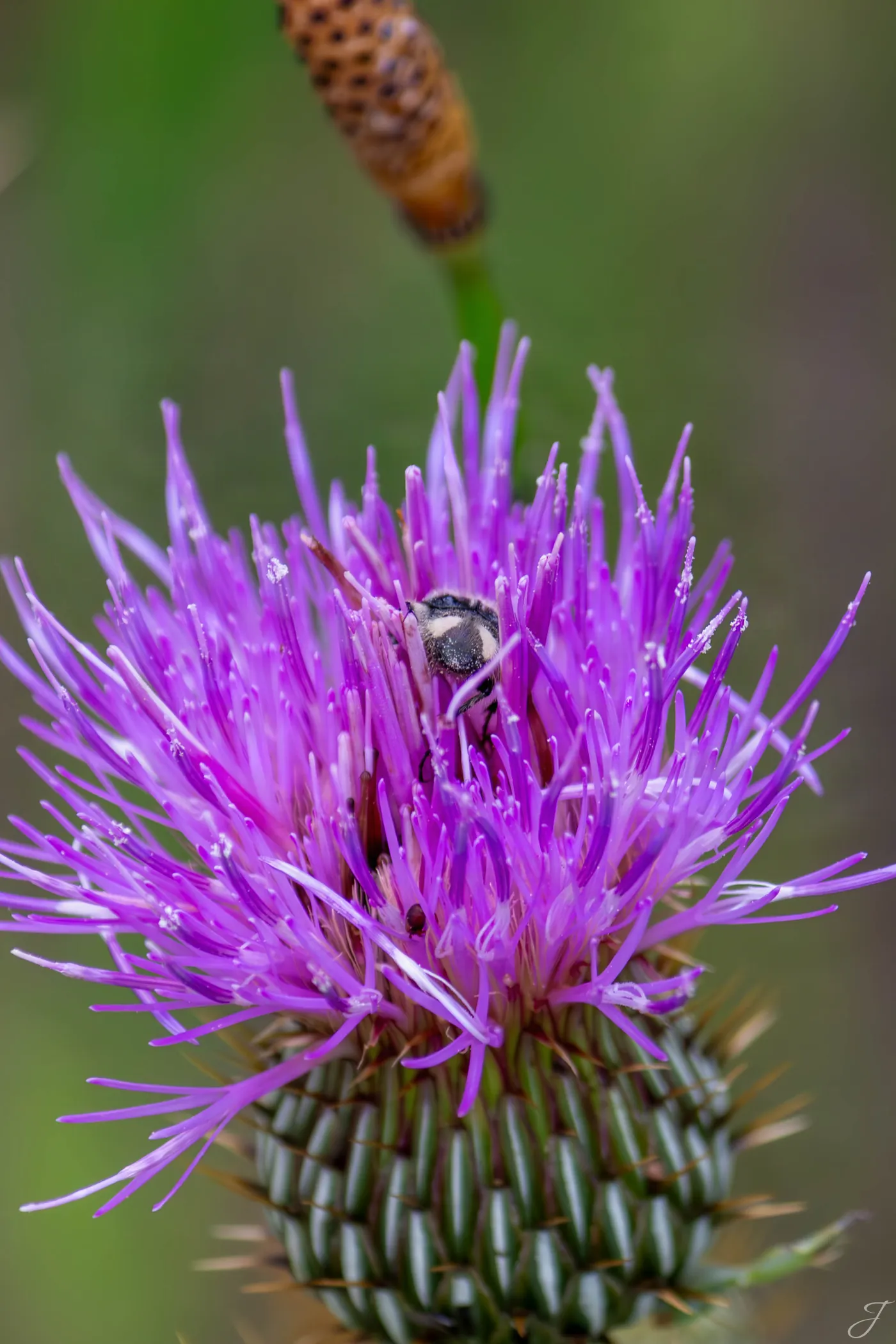 Bumblebee on Flower