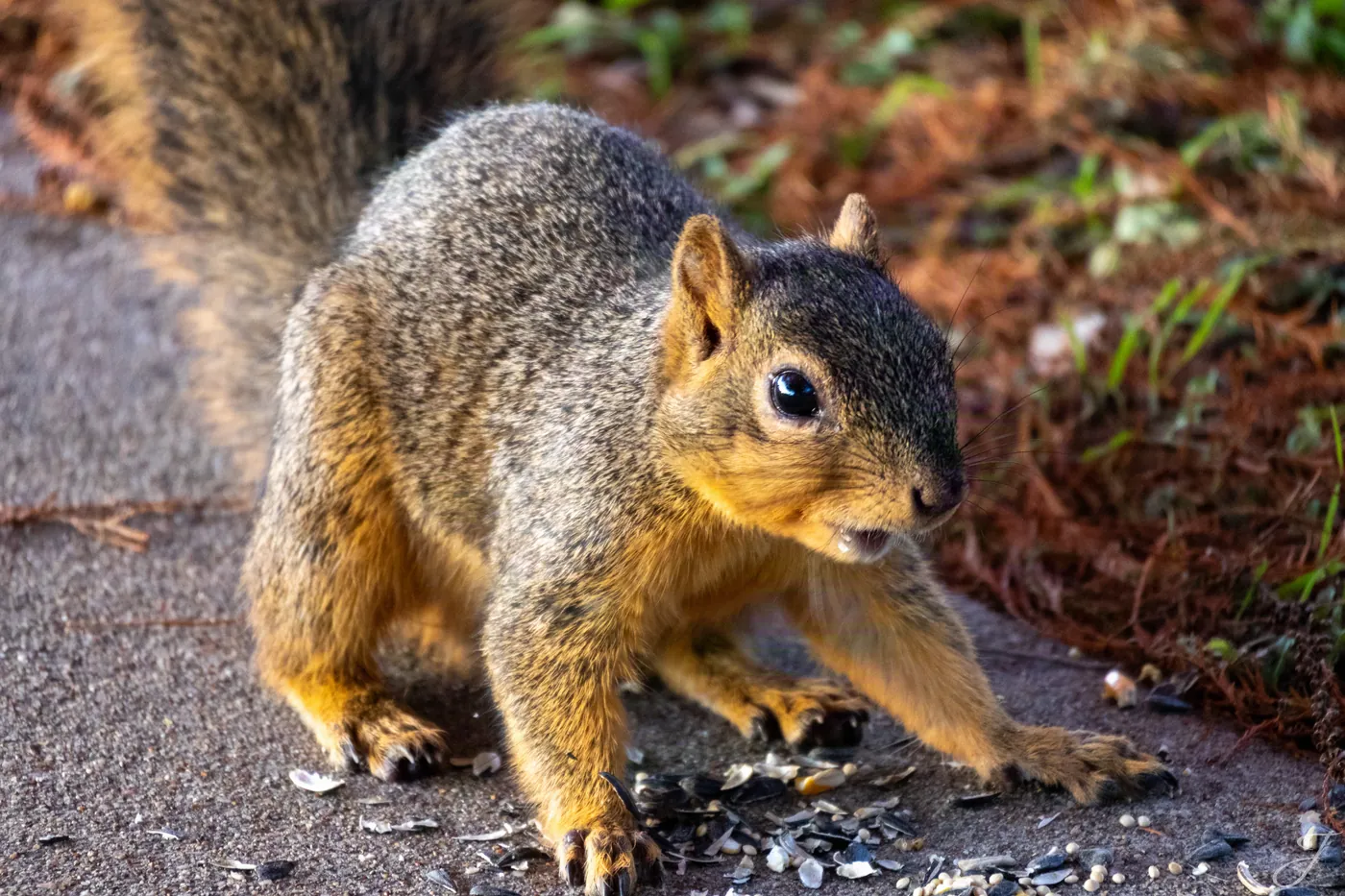 Fox squirrel — wildlife photography in North Texas
